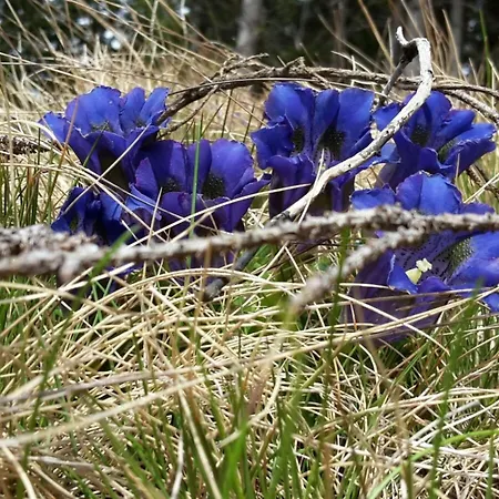 Harterhuette In Klippitztoerl By Interhome